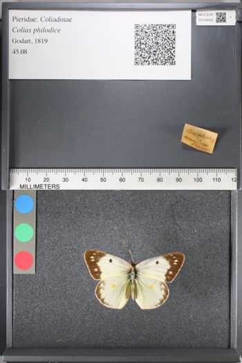 Media type: image;   Entomology 124052